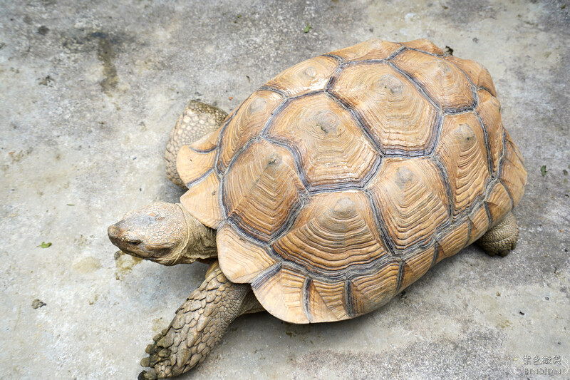 宜蘭礁溪親子餐廳推薦！水鹿咖啡親子館餵水鹿 玩溜滑梯，宜蘭親子旅遊。