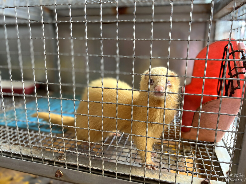 宜蘭礁溪親子餐廳推薦！水鹿咖啡親子館餵水鹿 玩溜滑梯，宜蘭親子旅遊。