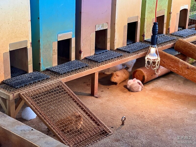 宜蘭礁溪親子餐廳推薦！水鹿咖啡親子館餵水鹿 玩溜滑梯，宜蘭親子旅遊。