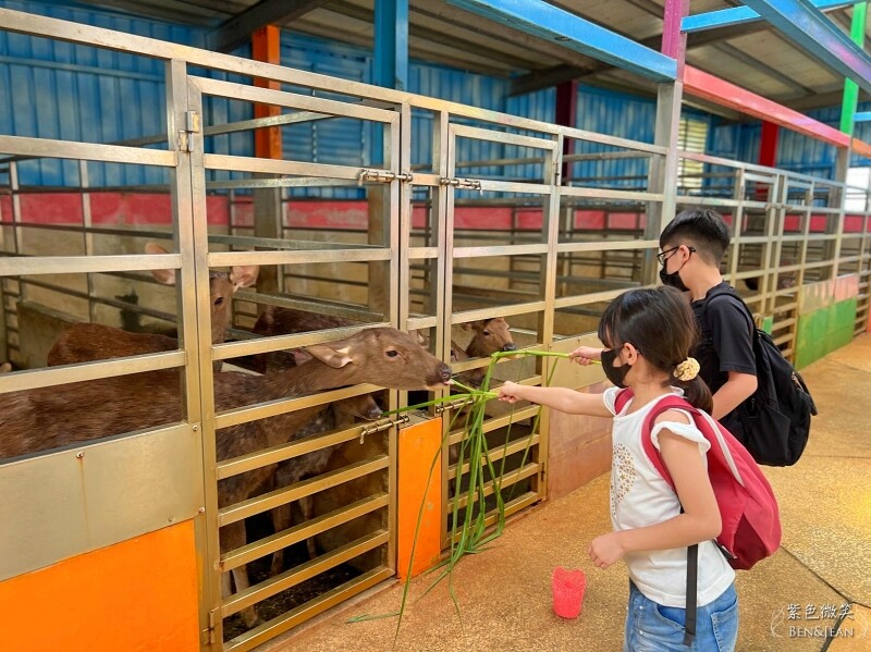 宜蘭礁溪親子餐廳推薦！水鹿咖啡親子館餵水鹿 玩溜滑梯，宜蘭親子旅遊。