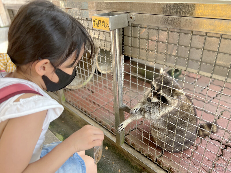 宜蘭礁溪親子餐廳推薦！水鹿咖啡親子館餵水鹿 玩溜滑梯，宜蘭親子旅遊。