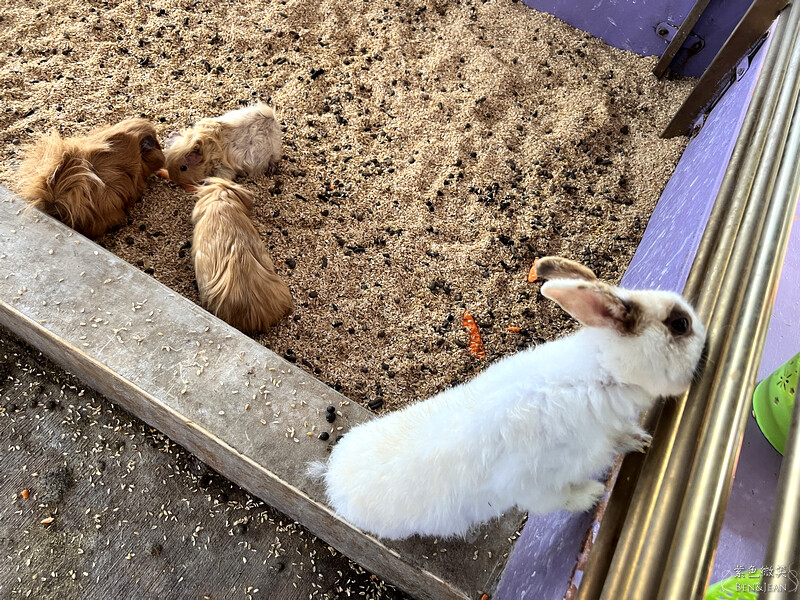 宜蘭礁溪親子餐廳推薦！水鹿咖啡親子館餵水鹿 玩溜滑梯，宜蘭親子旅遊。