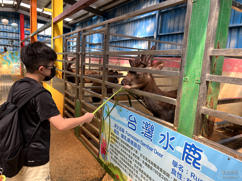 宜蘭礁溪親子餐廳推薦！水鹿咖啡親子館餵水鹿 玩溜滑梯，宜蘭親子旅遊。
