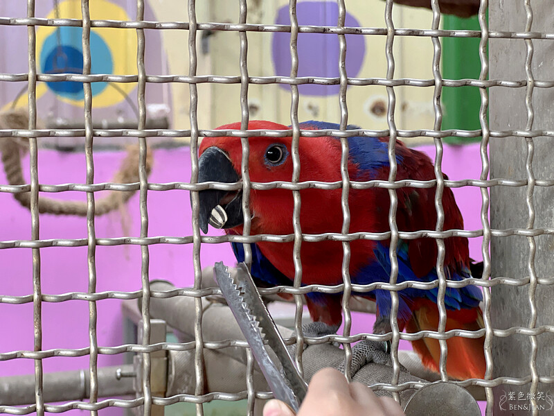宜蘭礁溪親子餐廳推薦！水鹿咖啡親子館餵水鹿 玩溜滑梯，宜蘭親子旅遊。