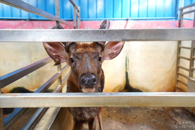 宜蘭礁溪親子餐廳推薦！水鹿咖啡親子館餵水鹿 玩溜滑梯，宜蘭親子旅遊。