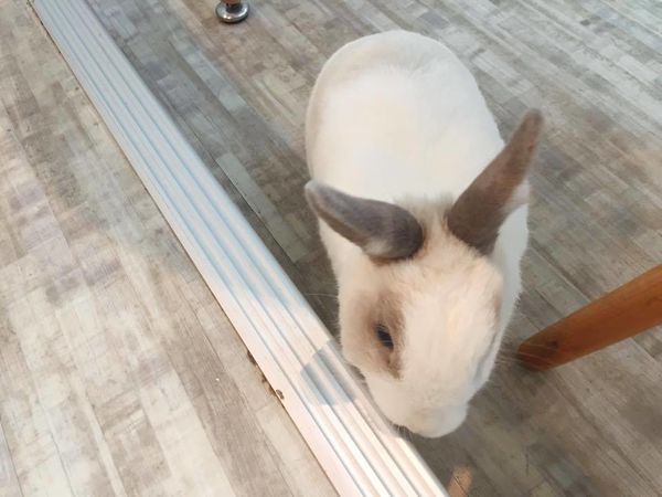 「科技大樓」擁有撫慰人心魔法的法式甜點店-嗜甜點！ 推薦宛如沙漠中的玫瑰～蘋果手桿千層派！！