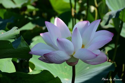 0719 桃園蓮花季10.jpg