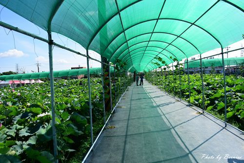 0719 桃園蓮花季11.jpg