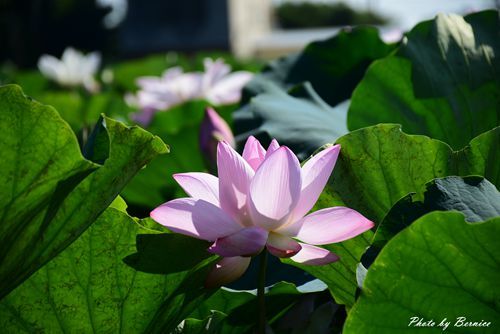 0719 桃園蓮花季05.jpg