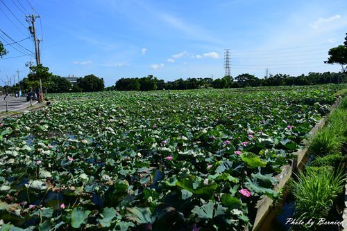 0719 桃園蓮花季13.jpg