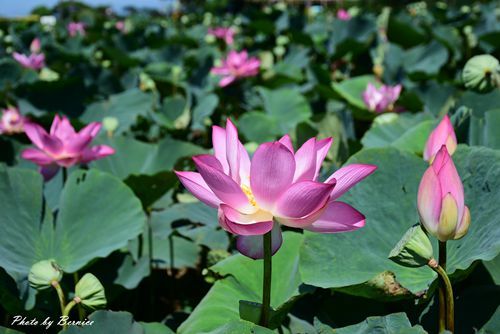 0719 桃園蓮花季23.jpg