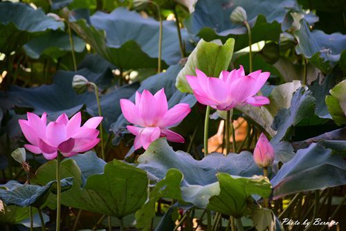 0719 桃園蓮花季21.jpg