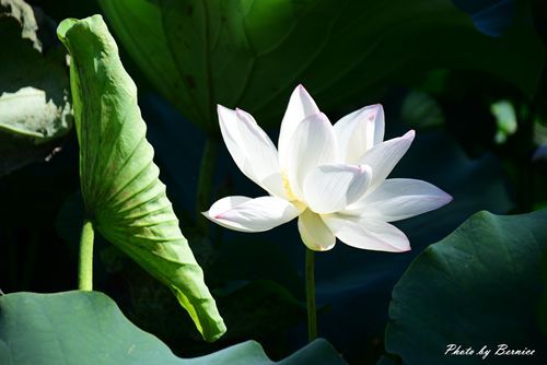 0719 桃園蓮花季20.jpg