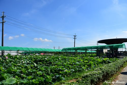 0719 桃園蓮花季07.jpg