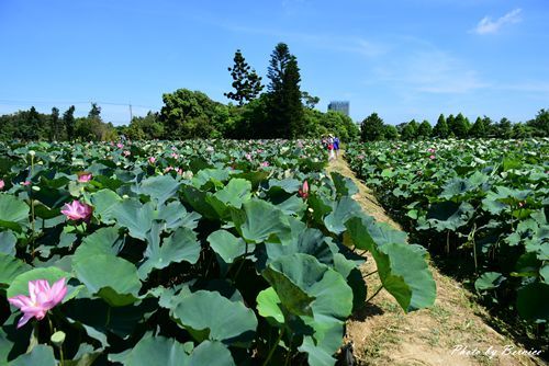 0719 桃園蓮花季22.jpg