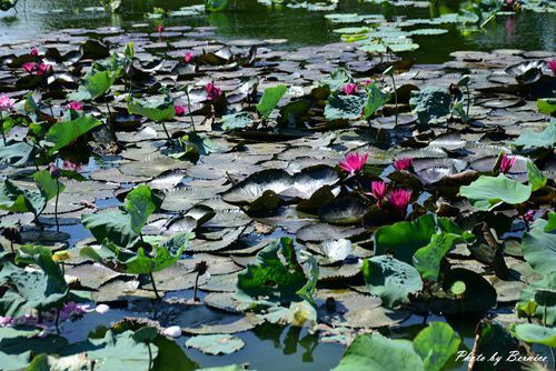 0719 桃園蓮花季15.jpg