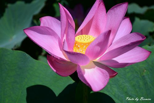 0719 桃園蓮花季16.jpg