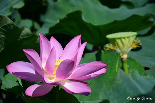 0719 桃園蓮花季18.jpg