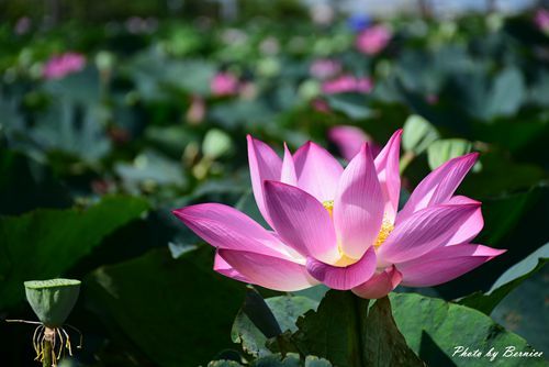 0719 桃園蓮花季24.jpg