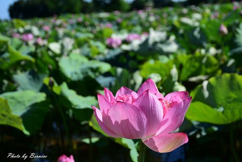 0719 桃園蓮花季14.jpg