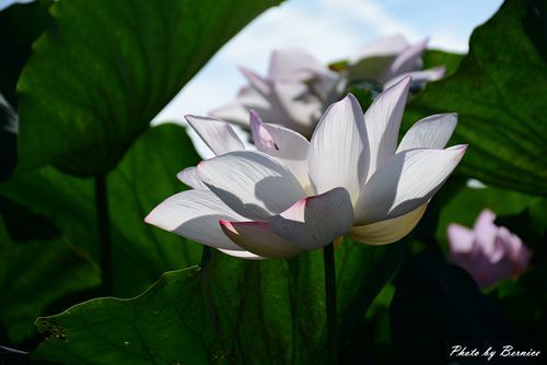 0719 桃園蓮花季04.jpg