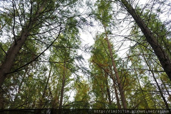 2大肚落雨松 (1).jpg