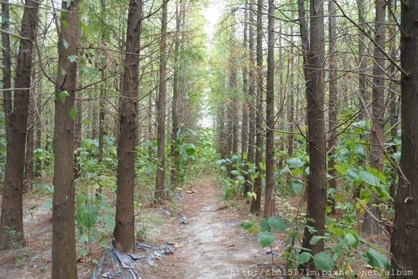 2大肚落雨松 (11).jpg