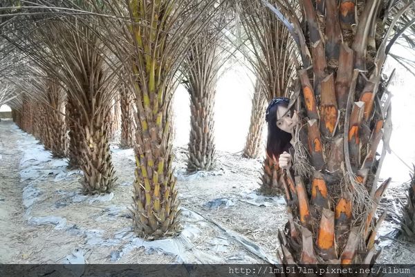 1中東海棗田 (16).jpg