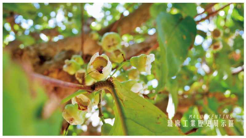 瓊麻工業歷史展示區-2