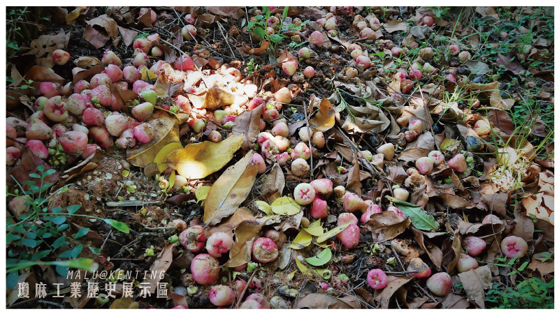 瓊麻工業歷史展示區-3