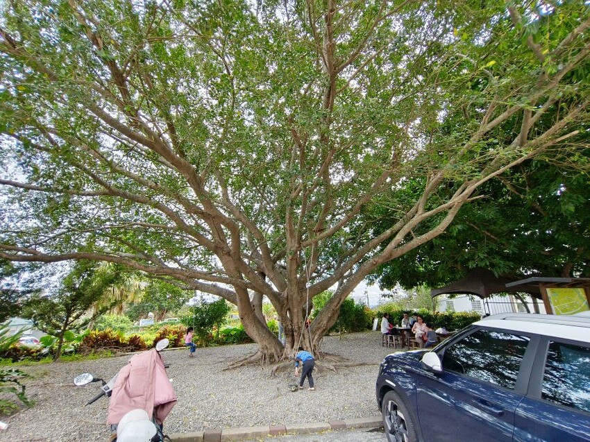 【台東美食】纏記舊街東河包子.在地人狂推美味肉包!芝麻包推薦!
