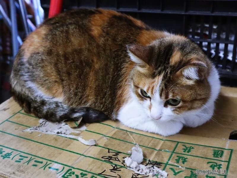 緣生緣新疆蛋餅專賣店-桃園中壢/大份量!華勛市場內口味獨特蛋餅 - 潔絲蜜愛生活