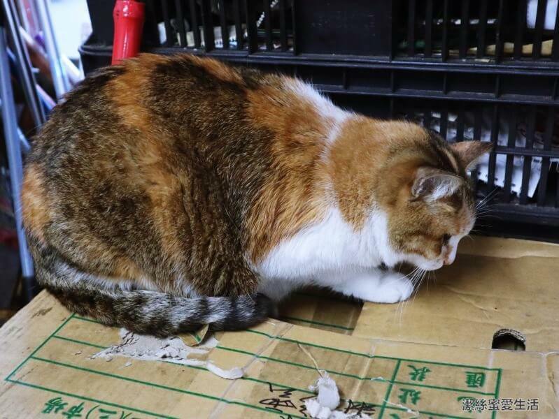 緣生緣新疆蛋餅專賣店-桃園中壢/大份量!華勛市場內口味獨特蛋餅 - 潔絲蜜愛生活