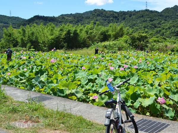 2017雙溪荷所在39-小型荷花田