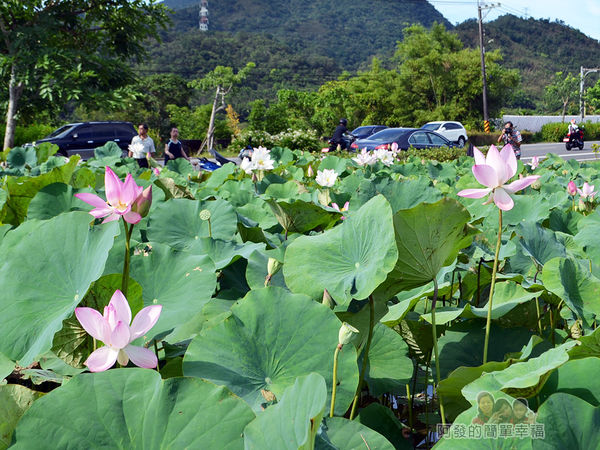 2017雙溪荷所在08-花開得十分大朵