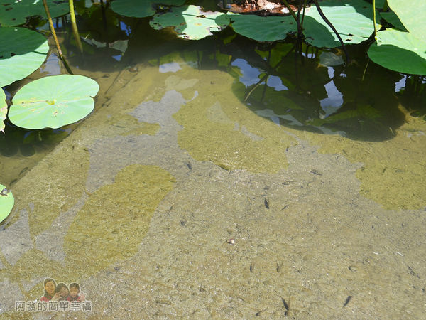 2017雙溪荷所在23-荷花下水池中有著不少大肚魚優游著