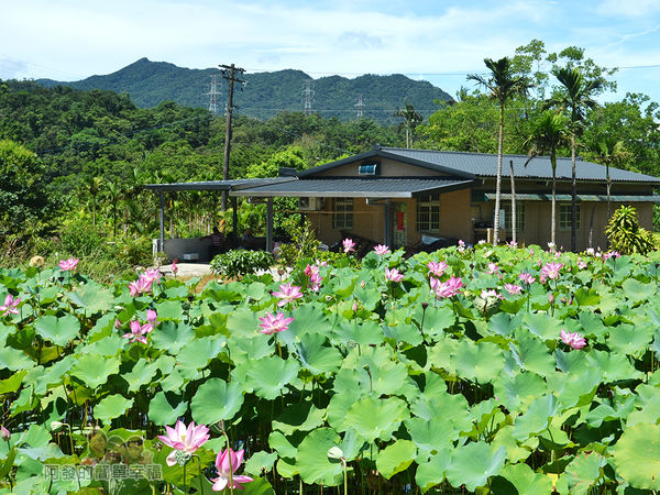 2017雙溪荷所在41-小型荷花田與田中小屋