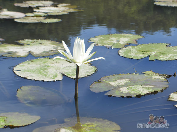 2017雙溪荷所在34-白色睡蓮