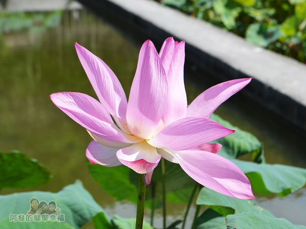 2017雙溪荷所在19-半綻的荷花