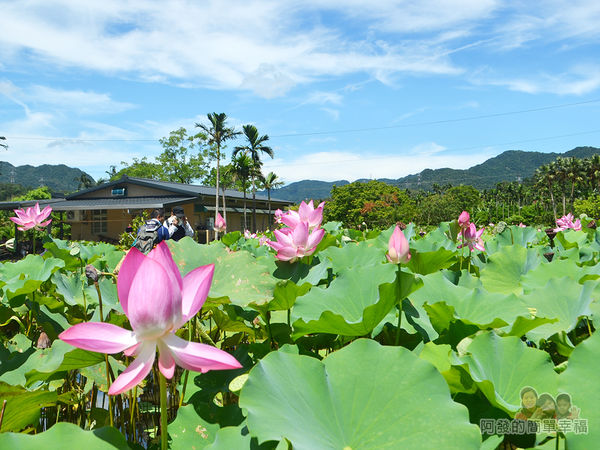 2017雙溪荷所在42-花開的相當碩大