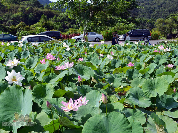2017雙溪荷所在07-荷花盛開