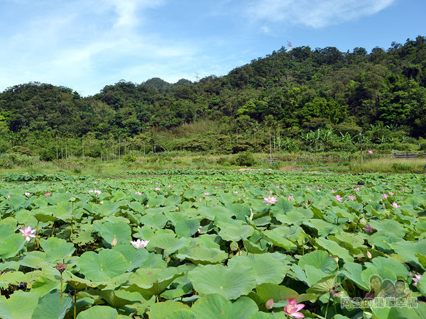 2017雙溪荷所在06-藍天白雲青山綠地荷花海