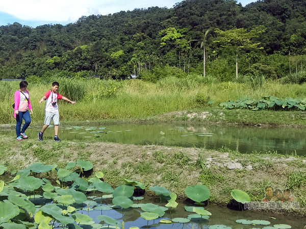 2017雙溪荷所在14-鄉村田埂上愉快地漫步享受大自然風光