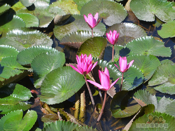 2017雙溪荷所在33-桃紅色睡蓮