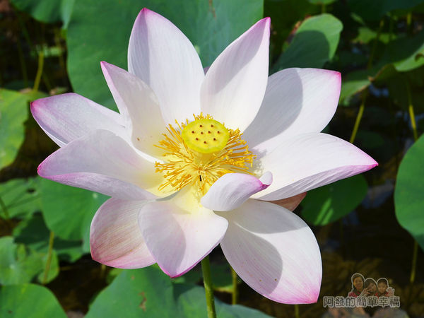 2017雙溪荷所在12-盛開的荷花