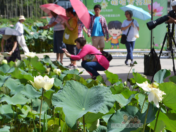 2017雙溪荷所在24-亞特蘭提斯咖啡館旁的牡丹蓮池