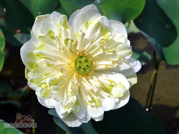 2017雙溪荷所在27-白色牡丹蓮盛綻的模樣