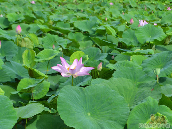 2017雙溪荷所在16-田中盛開的荷花