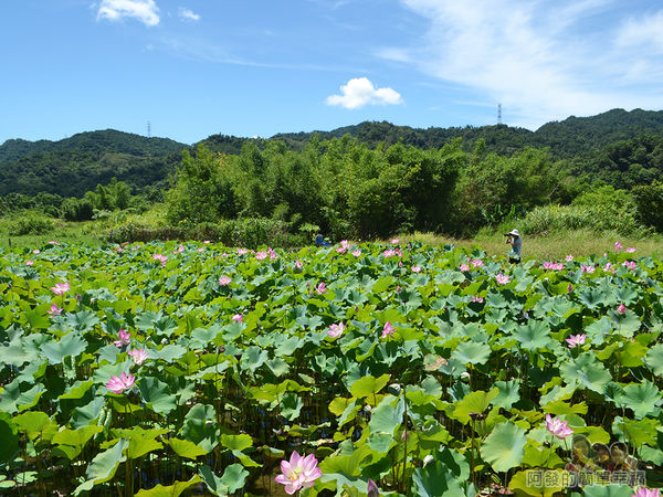 2017雙溪荷所在40-小型荷花田花開相當茂盛