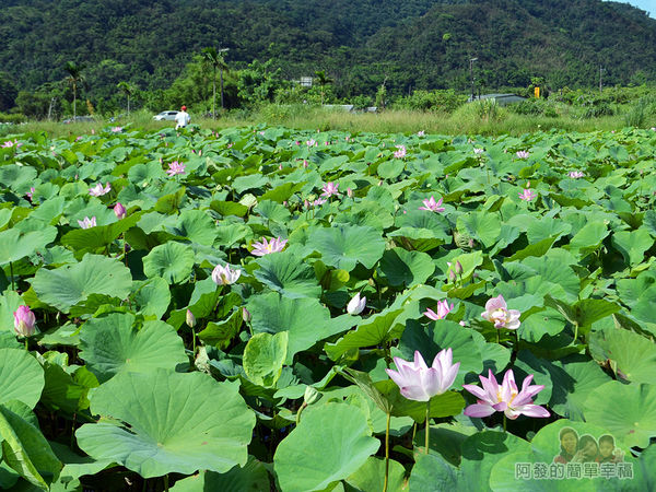 2017雙溪荷所在10-腹地十分廣大